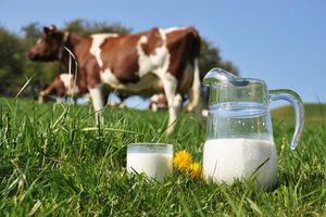 mleko krowie - alergia pokarmowa