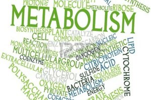 metabolizm