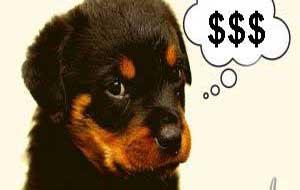 Ile będzie kosztować szkolenie psa?